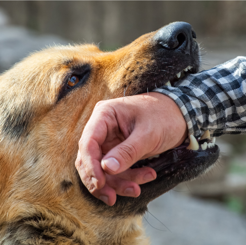 trained dog pretending to bite arm