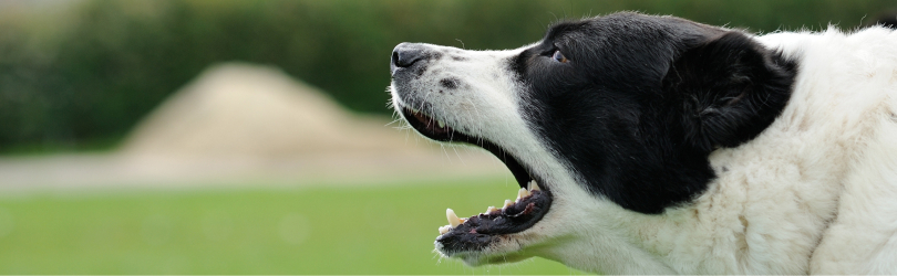dog barking