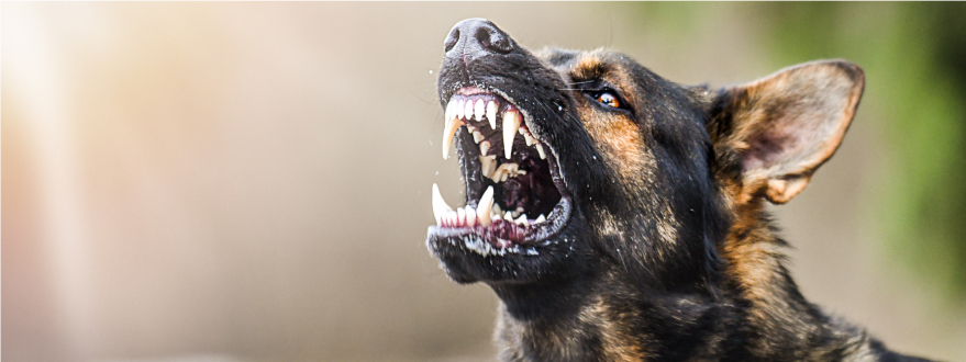 snarling dog